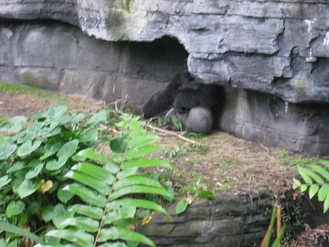 Vacation 2007-12 - Disney Parks  0601.jpg - The 2007-08 vacation to Florida included Disney World. We visited some of the larger theme Resorts along with Animal Kingdom and Disney Hollywood Studios.